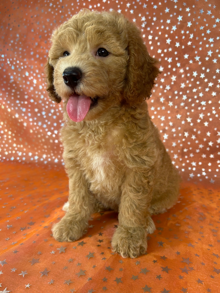 Female Bichon Poodle Pup for Sale DOB 5-14-2026 $950